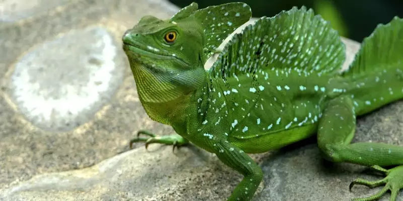 Costa Rica - Entdeckungsreise zu unberührten Nationalparks und lebendiger Kultur - Bild 19