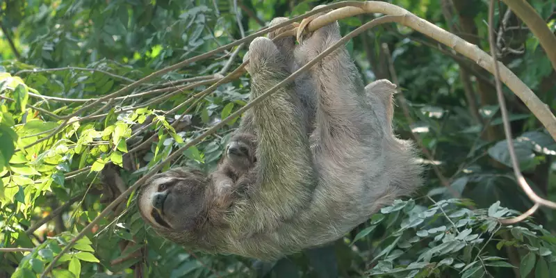 Costa Ricas Highlights entdecken - Bild 6