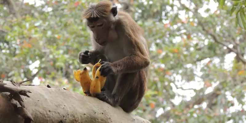 Magisches Sri Lanka - Eine Reise durch Geschichte, Natur und Kultur - Bild 6