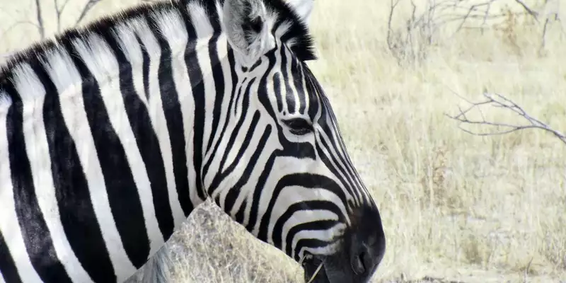 Namibias Naturwunder: Farbenpracht und grenzenlose Weite - Bild 18