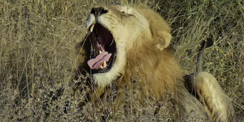 Südafrika - Drakensberge & Safari im Nordosten - Bild 4