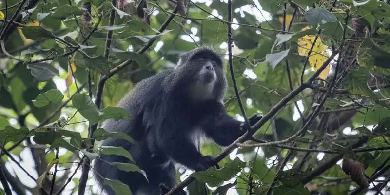 Kilimanjaro Lemosho-Route (Northern Circuit) - individuell - Bild 5