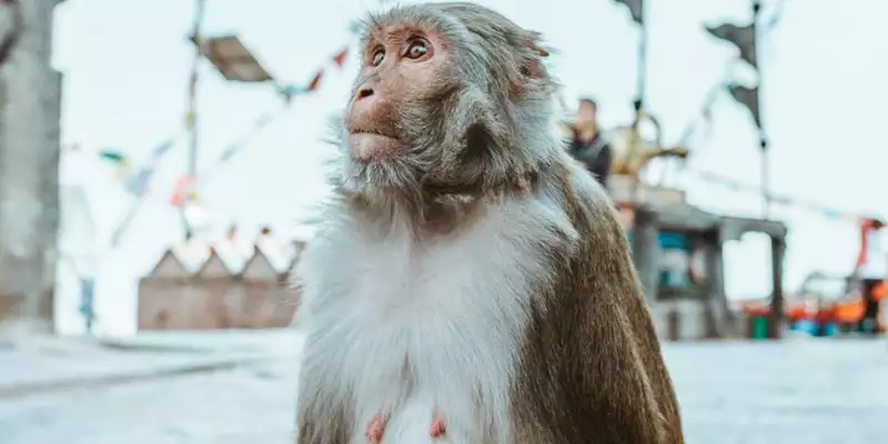 Nepals Highlights erleben – Aktivreise durch Nepal - Bild 10