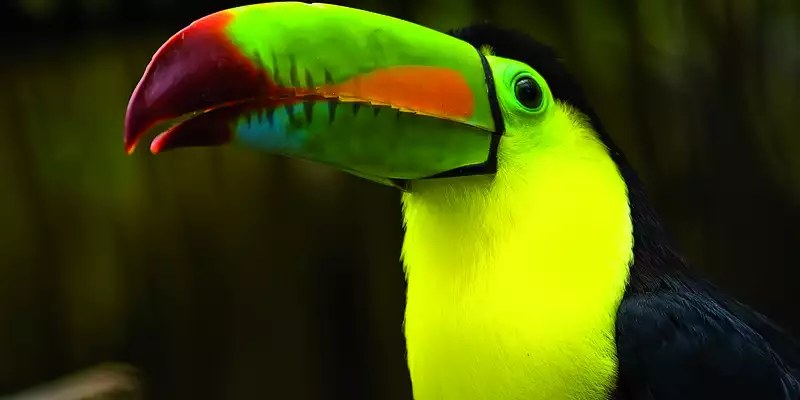 Costa Ricas Highlights entdecken - Bild 11