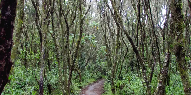 Kilimanjaro: Marangu-Route - Bild 4