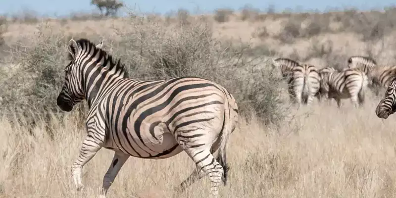 Namibia - die Wunderwelt der Wüsten - Bild 20
