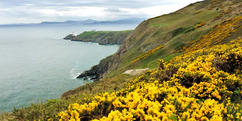Irland - die Wicklows gemütlich erwandern - Bild 8