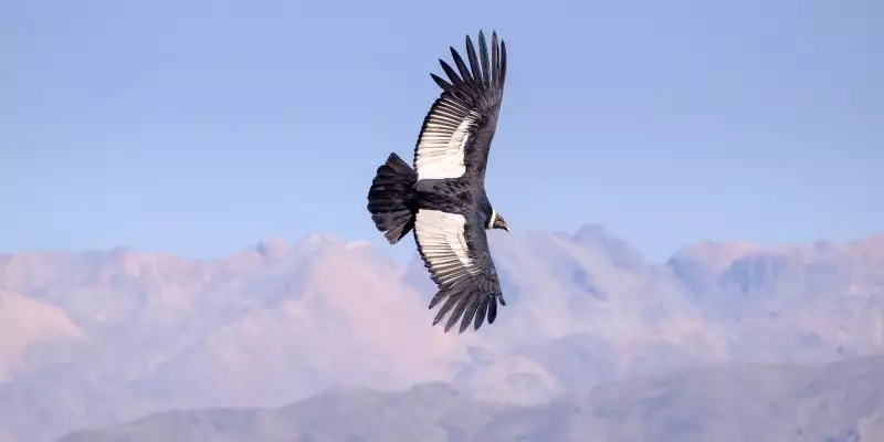 Perus Highlights erleben - Bild 4