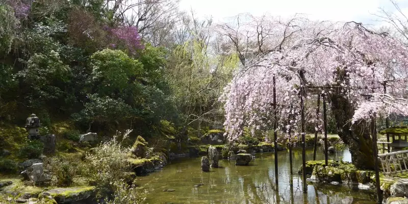 Japan: Kirschblüte oder Herbstlaub zaubern Farbenwunder - Bild 16
