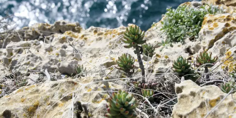 Entlang der Atlantikküste Portugals: Wilde Schönheit und bunte Hafenstädtchen - Bild 13