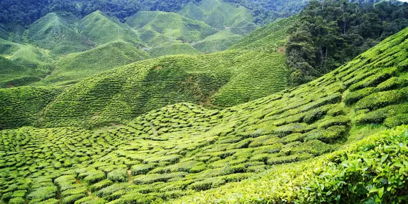 Sri Lankas Highlights erwandern - Bild 12