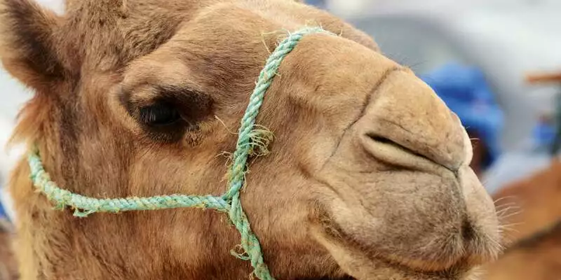 Marokko - Kameltrekking entlang des Atlantiks - Bild 2