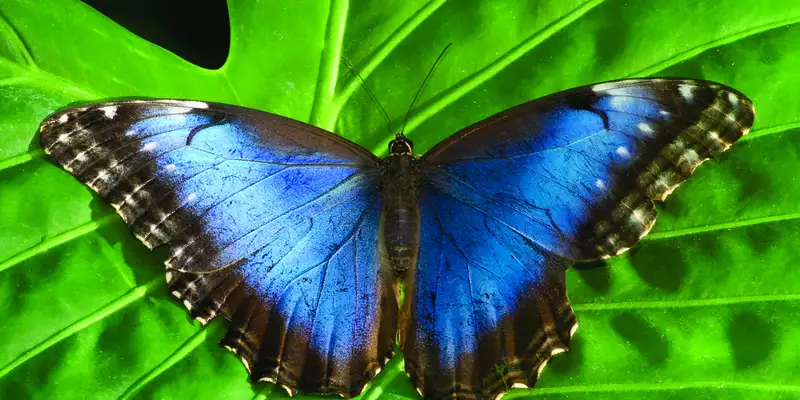 Costa Ricas Highlights entdecken - Bild 12