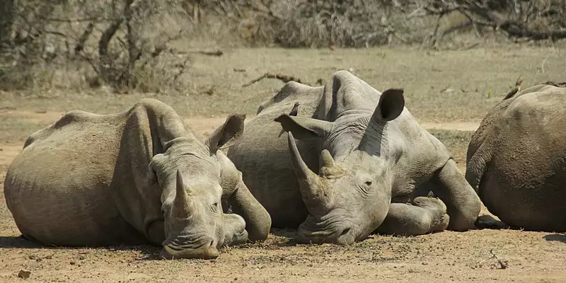 Südafrika - Afrikas Wildnis im Nordosten hautnah erleben - Bild 21