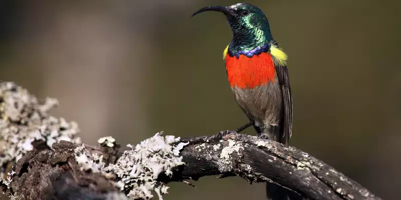 Südafrika - die Highlights der Kapregion entdecken - Bild 16