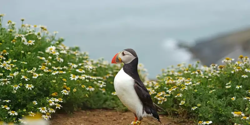 Jersey gemütlich erwandern - Bild 11