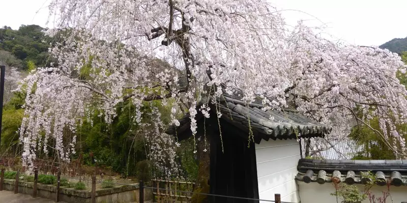 Japan: Kirschblüte oder Herbstlaub zaubern Farbenwunder - Bild 18