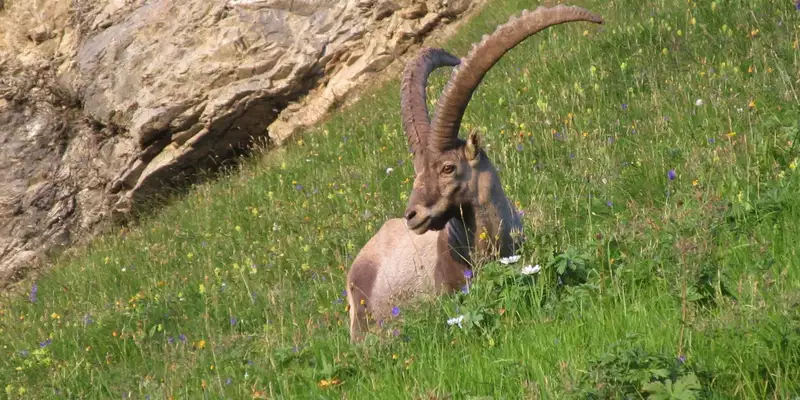 Steinbock-Wanderwoche im Allgäu - Bild 19