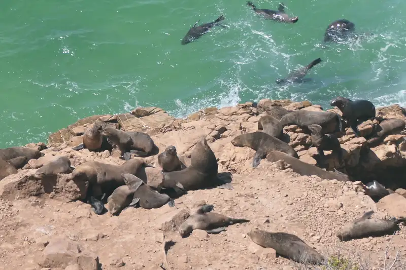 Südafrika - die Highlights der Kapregion entdecken - Bild 12