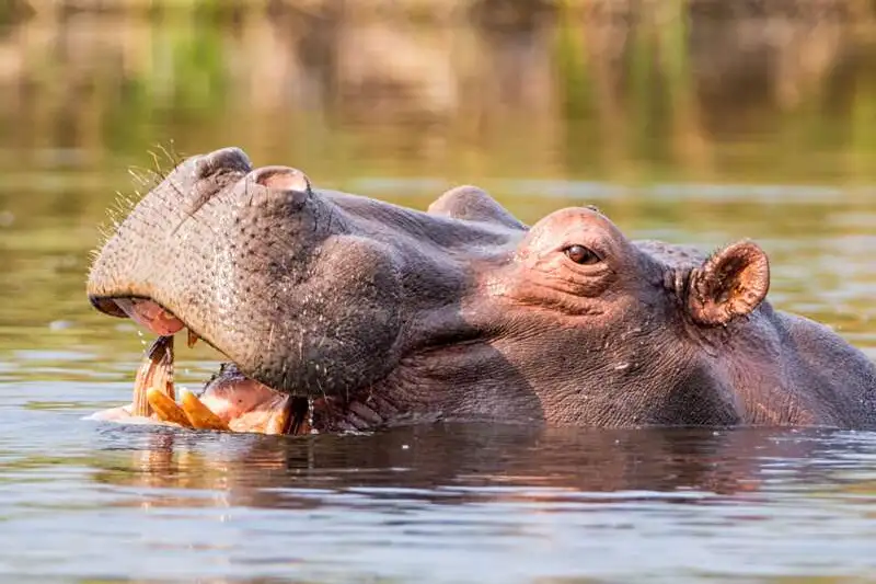 Südafrika - Drakensberge & Safari im Nordosten - Bild 11
