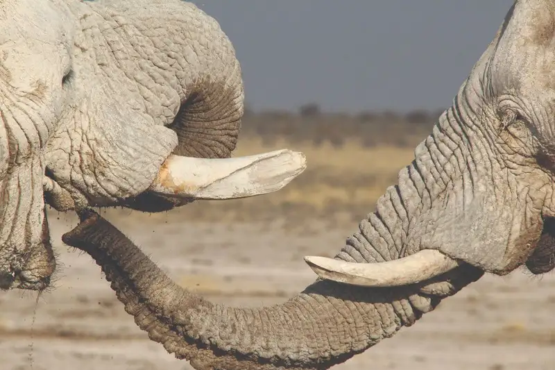 Namibias Highlights erleben - Bild 9