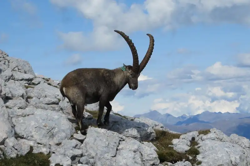 Wild Trails - die etwas andere Dolomitendurchquerung - Bild 14