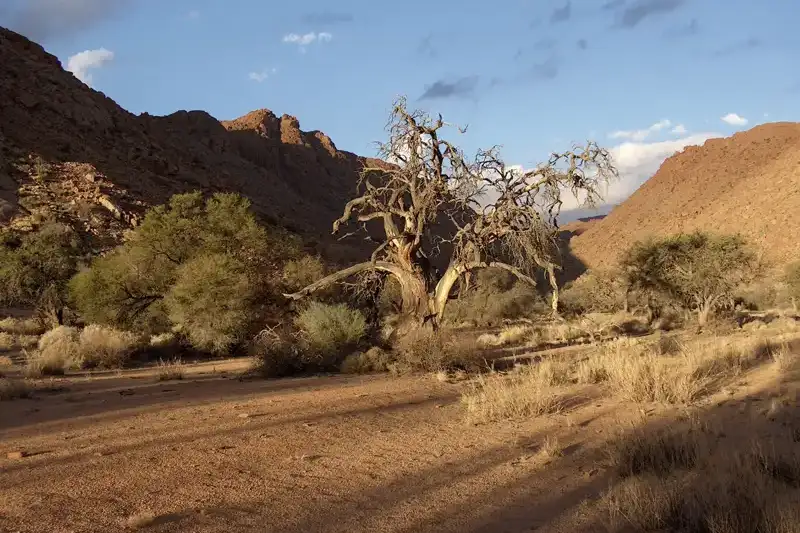 Namibia - die Wunderwelt der Wüsten - Bild 8