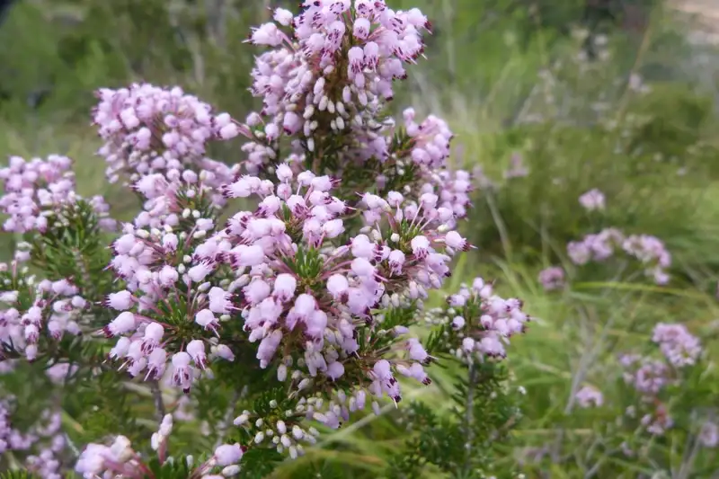 Mallorcas Highlights der Tramuntana erwandern - Bild 9