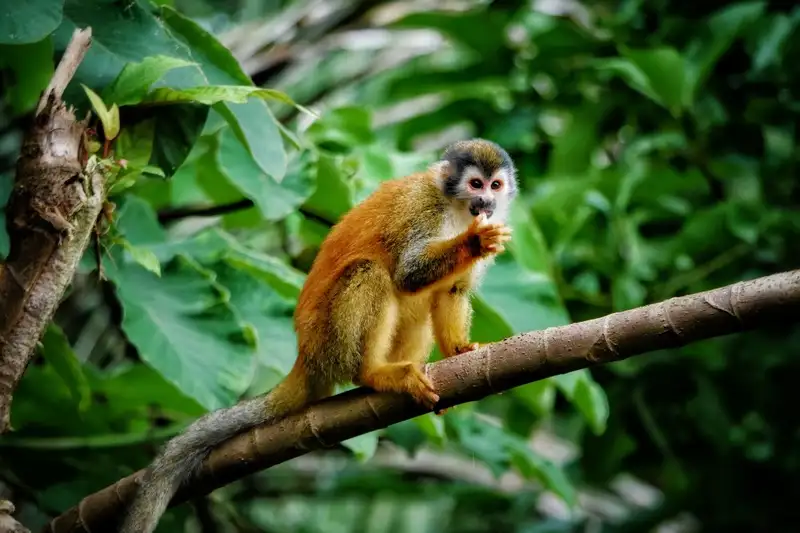 Costa Rica - Entdeckungsreise zu unberührten Nationalparks und lebendiger Kultur - Bild 24