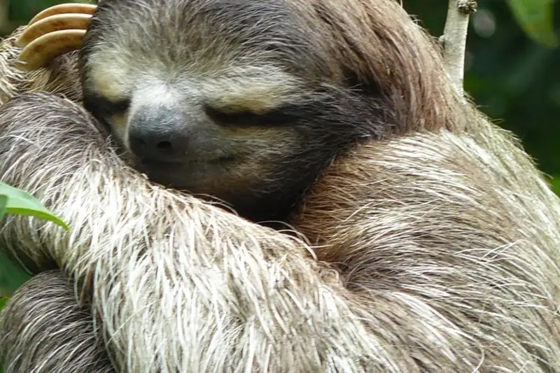 Höhepunkte Costa Ricas in 11 Tagen erleben - Bild 6