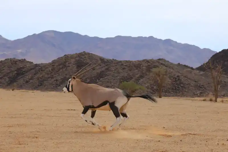 Namibia - die Wunderwelt der Wüsten - Bild 13