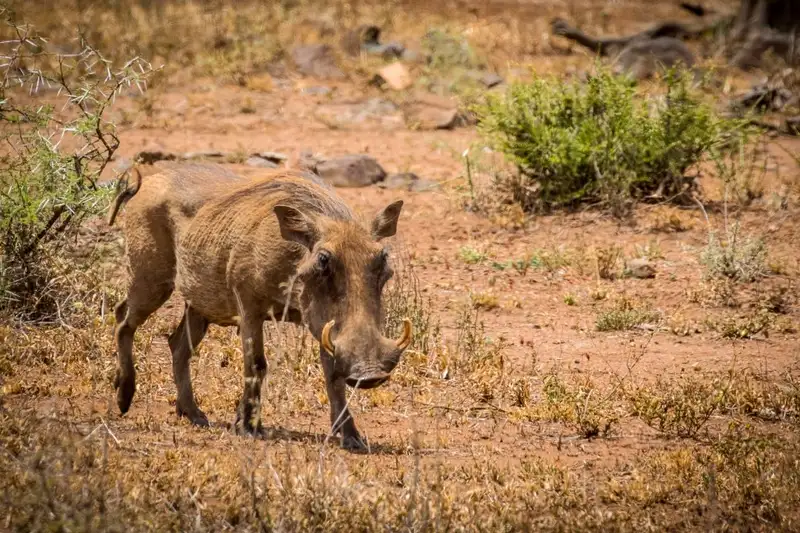 Südafrika - Afrikas Wildnis im Nordosten hautnah erleben - Bild 25