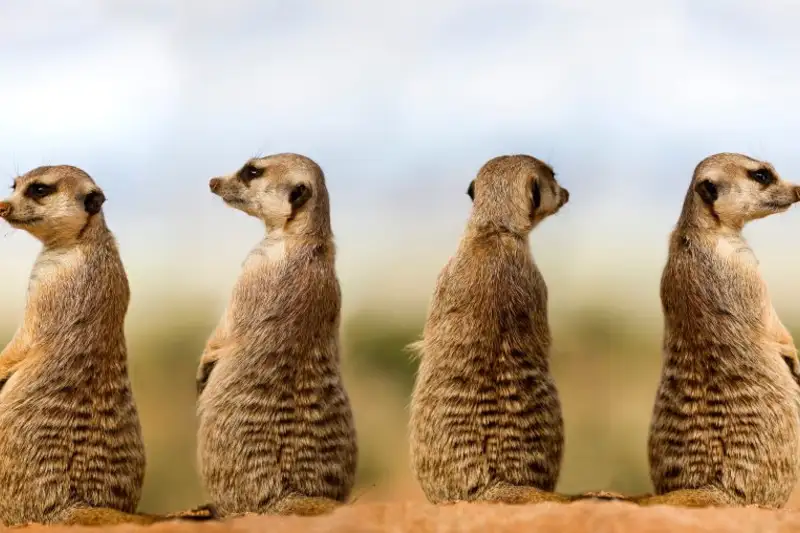 Namibia & Botswana - Tiervielfalt zwischen Wüstenbergen und Flussoasen - Bild 6