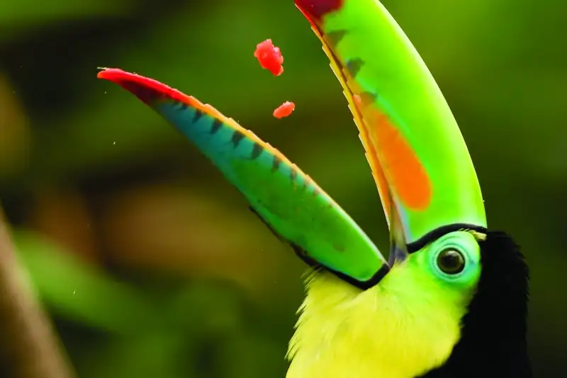 Costa Rica - Entdeckungsreise zu unberührten Nationalparks und lebendiger Kultur - Bild 10