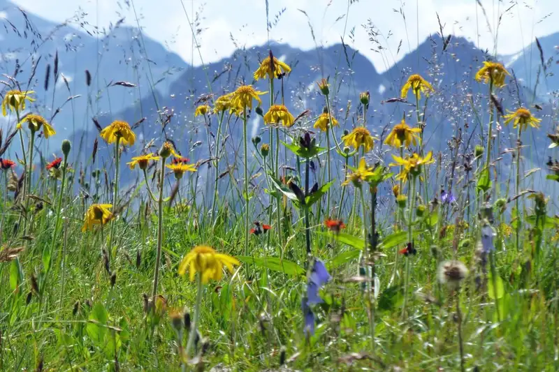 Bergwanderwoche rund um Oberstdorf im Allgäu - Bild 1