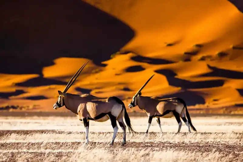 Namibia - die Wunderwelt der Wüsten - Bild 1