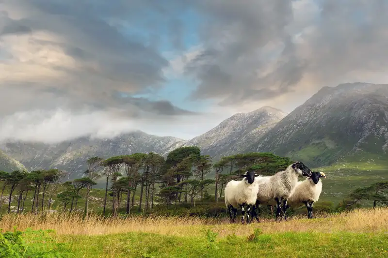 Irlands wilde Schönheit - Connemara & Burren - Bild 2