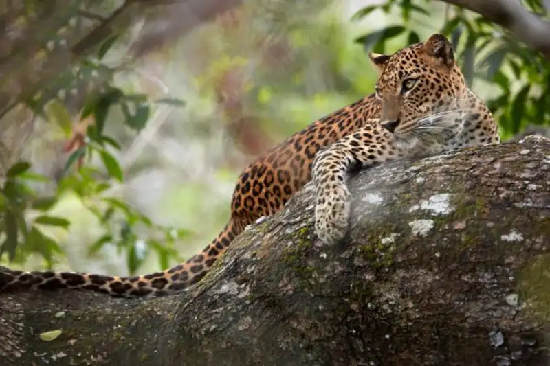 Sri Lankas Highlights erleben – Aktivreise durch Kultur und Natur - Bild 9