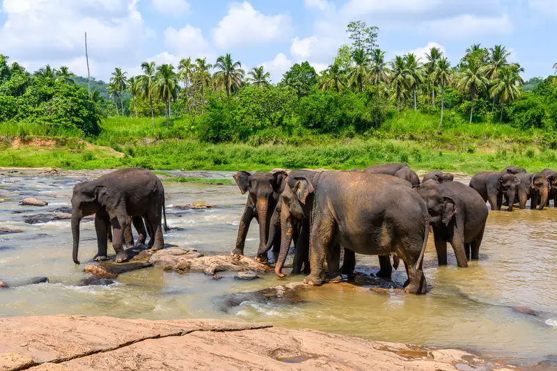 Sri Lankas Highlights erleben – Aktivreise durch Kultur und Natur - Bild 2