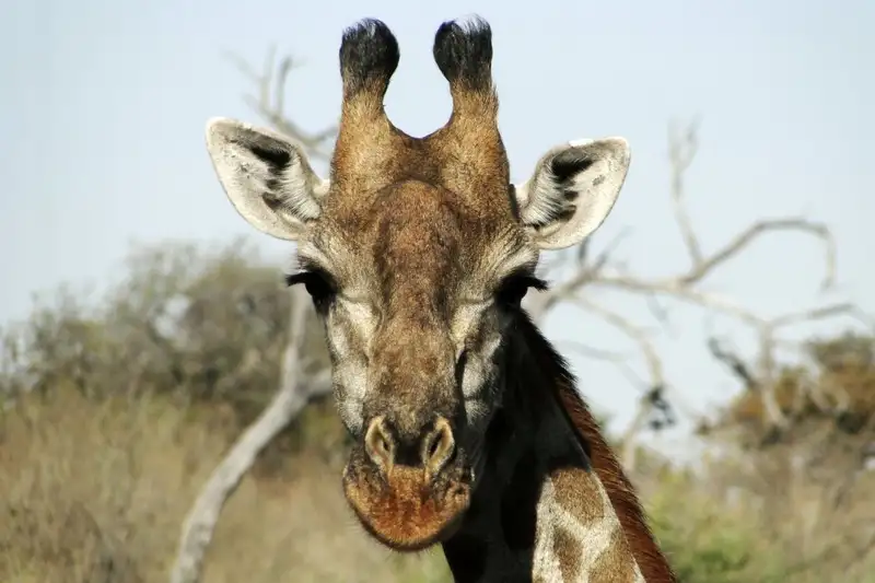 Südafrika - Afrikas Wildnis im Nordosten hautnah erleben - Bild 1