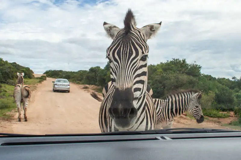 Südafrika - Wanderreise entlang der Garden Route - Bild 6