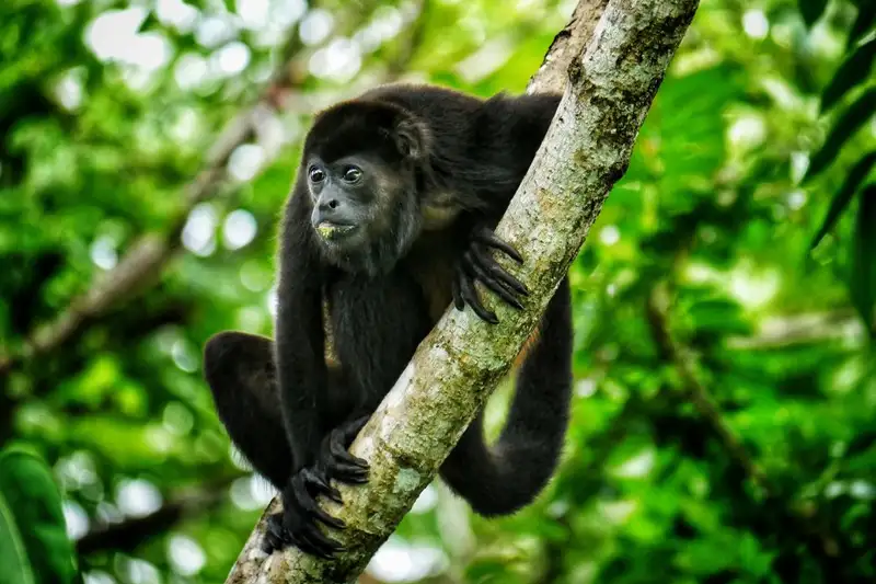 Costa Rica - Entdeckungsreise zu unberührten Nationalparks und lebendiger Kultur - Bild 23