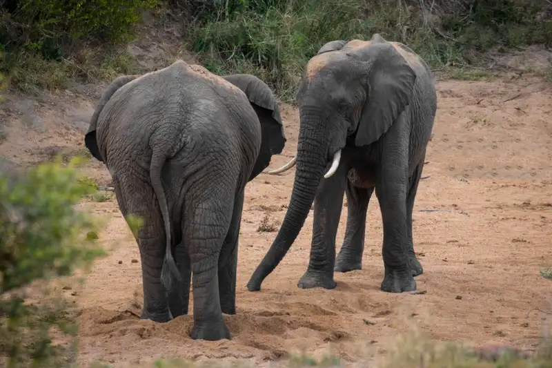 Südafrika - Afrikas Wildnis im Nordosten hautnah erleben - Bild 2