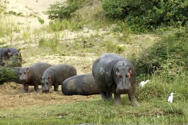 Südafrika - Afrikas Wildnis im Nordosten hautnah erleben - Bild 15