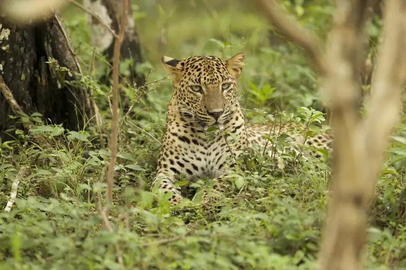 Magisches Sri Lanka - Eine Reise durch Geschichte, Natur und Kultur - Bild 10