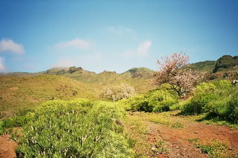 Die Highlights Gran Canarias erwandern - Bild 5