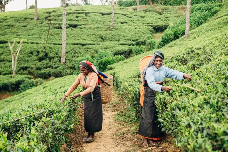 Sri Lankas Highlights erwandern - Bild 7