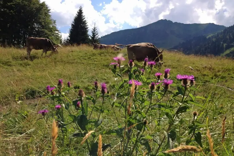 Allgäu Durchquerung - Bild 9