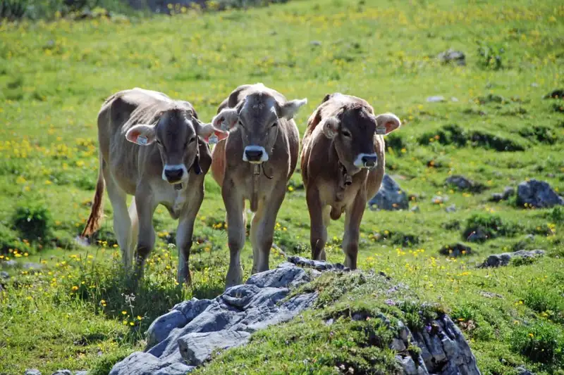 Allgäu Durchquerung - Bild 2