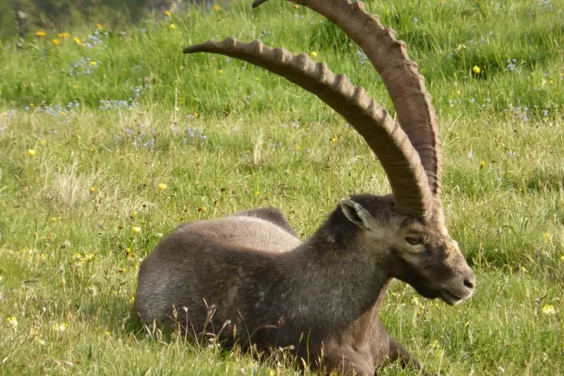 Steinbock-Wanderwoche im Allgäu - Bild 5